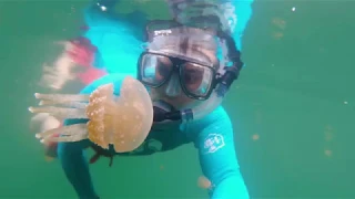 Swimming with jellyfish - Misool - Raja Ampat