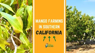 Mango Farming in California: Growing, Harvesting & Packing in Southern California