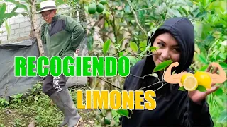 ​@MemitoCastro y @ElyGuaminga recogiendo limones