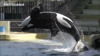 Spectacle des Orques / Killer Whales show au Marineland Antibes - France 20 avril 2023 - Orca