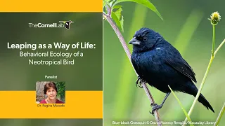 Leaping as a Way of Life: Behavioral Ecology of a Neotropical Bird