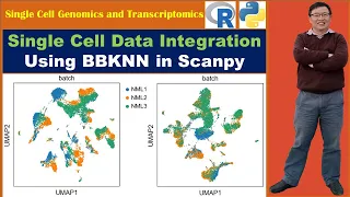 Single Cell Data Integration: Integrating Datasets Using BBKNN in Scanpy and Python