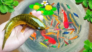 Amazing Catch Shrimp in Tiny Pond, Turtle, Catfish, Surprise Eggs 🦐 Video Catch Mini Ornamental P#12