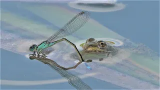 Kleinlibelle trifft auf kleinen Frosch /  Damselfly meets little frog