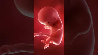 Amazing Pics of Fetal Development During Pregnancy 👶🏼| Weeks 4-38 #shorts