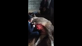 cesarean section   for cattle  5