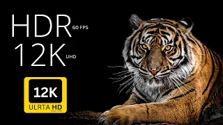 Bengal tiger 4K HDR 60 fps Dolby Vision