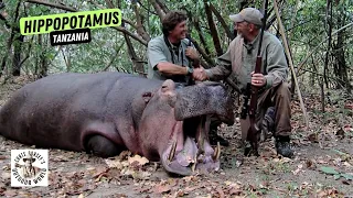 Massive Tanzania Hippopotamus