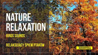 1 Hours of Birds Sounds Nature Relaxation Autumn Trees / Relaksujący śpiew ptaków jesienny las