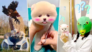 Tik Tok Chó Phốc Sóc Mini 😍 Funny and Cute Pomeranian #396