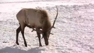 National Elk Refuge in HD! - Jackson Hole, Wyoming