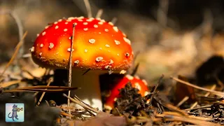 Breathtaking Fungi 🍄🍂 Beautiful Nature Scenery & Relaxing Music 🍂