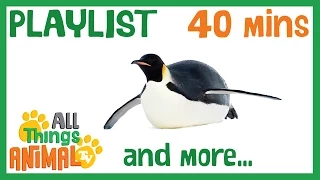* TOP 20 AMAZING ANIMALS * | Playlist For Kids | All Things Animal TV