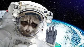 Funny Raccoons - Try Not To Laugh 😂 [Funny Pets]