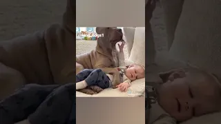 pitbull dog play with child