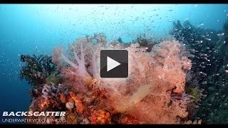 1DC Underwater 4K Footage - by Joel Penner