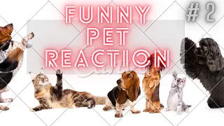 Hilarious Pet Video To Spice Up Your Weekend - Funny Pet Reaction ! funny Pets Reaction # 2