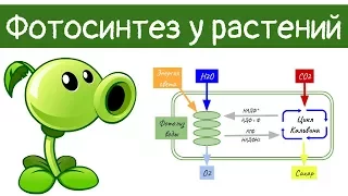 Фотосинтез у растений | самое простое объяснение