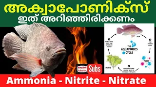 Nitrogen cycle in aquaponics system malayalam | Nitrogen cycle in Fish tank #Nitrite # Nitrate