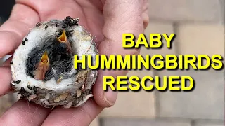 Hummingbird Babies Rescued by Rehabber