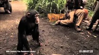 LOL APE WITH AK 47