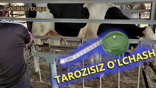 Qoramol vaznini TAROZISIZ o'lchash! ANImeter