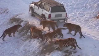 Harbin Tiger Park (tiger leaps 20 feet for pheasant)