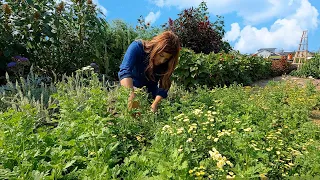 Seeding Grass, Cut Flower Arrangements & Strawberry Biscuits! 🌾🌸🍓  // Garden Answer
