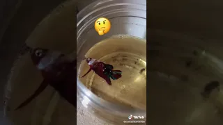 how Betta fish sleep