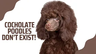 POODLE COLORS EXPLAINED| Truths & Misconceptions| Toy poodle breeder #poodle #poodlecolors #doglover