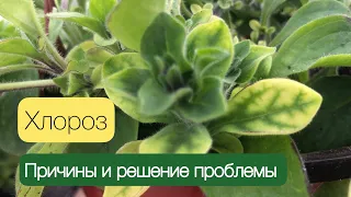 Хлороз, причины и решение проблемы!