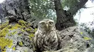 Смешные совы / Funny owls