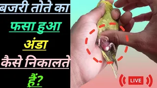 Budgies egg binding live treatment in Hindi || bajri toto kr fasa huva anda kaise nikale.