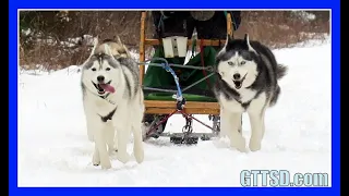 HUSKIES GO DOG SLEDDING | Oakley can Pull the Sled