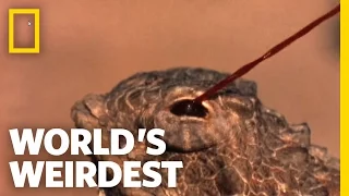 Blood-Squirting Lizard | World's Weirdest