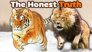 SIBERIAN TIGER vs LION - The Honest Truth