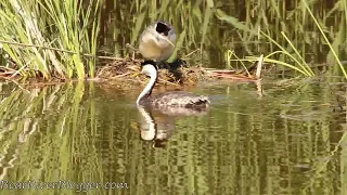 Western Grebes Tending To Their Nest And Eggs.