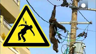 Tiere die mit Strom in Berührung kommen Reaktion seltene Aufnahmen Teil 2