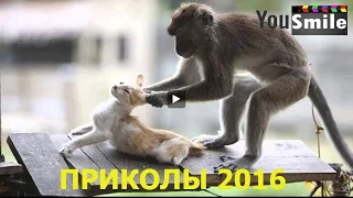 Лучшие Приколы 2016, #209 Видео приколы с животными лучшее смотреть всем, Смешные животные