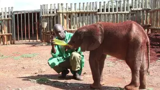 Ajabu's progress at the SWT Nursery in Nairobi | Sheldrick Trust