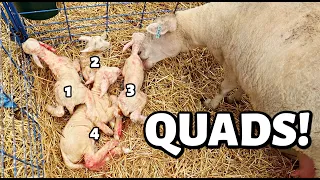TWO MAMAS, EIGHT LAMBS!! (2 sets of QUADS today!) | Vlog 616