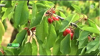 Un fruto con corazón, Alcalá La Real, Jaén