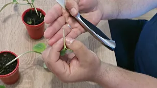 Kalemljenje lubenice spajalicom za papir - Grafting watermelon with a paper clips