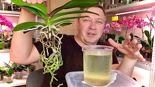 ЖИРНЫЕ КОРНИ ОРХИДЕИ - СОХРАНЯЕМ АТМОСФЕРУ, пересадка орхидеи в грунт для разного полива