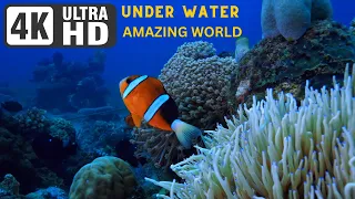 Underwater World 4K - Incredible Colorful Ocean Life | Marine Life | Relaxation Film