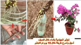 How to propagate bougainvillea in water method