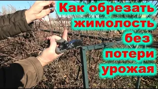 Как обрезать жимолость без потери урожая