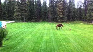 Baby Moose Plays With Basketball