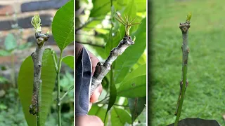 3 Amazing grafting mango tree [Not Click Bait]