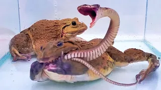 Wow! Asian Bullfrog Swallow Big Angry Snake! Mr Frog Live Feeding